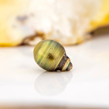 Load image into Gallery viewer, READY TO SHIP Bead Saltwater Pearl Bracelet in 14k Gold Fill - FJD$