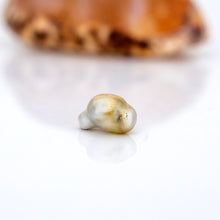 Load image into Gallery viewer, Civa Fiji Loose Keshi Pearl - FJD$