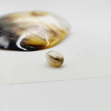 Load image into Gallery viewer, Civa Fiji Loose Keshi Pearl - FJD$