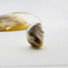 Load image into Gallery viewer, Civa Fiji Loose Pearl - FJD$