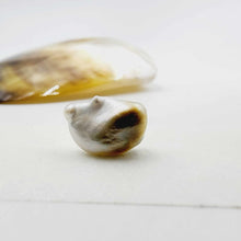 Load image into Gallery viewer, Civa Fiji Loose Pearl - FJD$