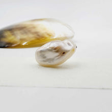 Load image into Gallery viewer, Civa Fiji Loose Pearl - FJD$