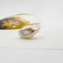 Load image into Gallery viewer, Civa Fiji Loose Pearl - FJD$