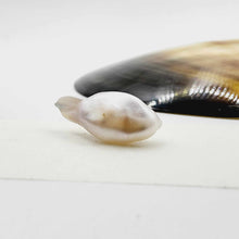 Load image into Gallery viewer, Civa Fiji Loose Pearl - FJD$