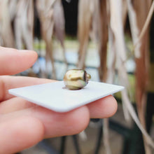 Load image into Gallery viewer, Civa Fiji Loose Saltwater Pearl - FJD$