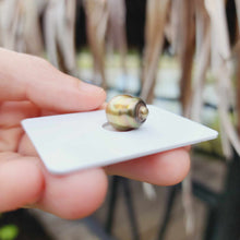 Load image into Gallery viewer, Civa Fiji Loose Saltwater Pearl - FJD$