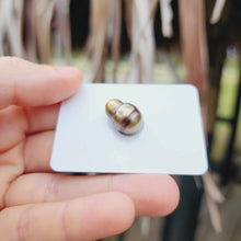 Load image into Gallery viewer, Civa Fiji Loose Saltwater Pearl - FJD$