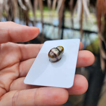 Load image into Gallery viewer, Civa Fiji Loose Saltwater Pearl - FJD$