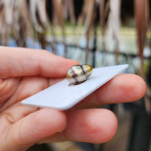 Load image into Gallery viewer, Civa Fiji Loose Saltwater Pearl - FJD$