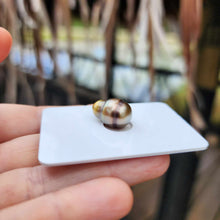 Load image into Gallery viewer, Civa Fiji Loose Saltwater Pearl - FJD$