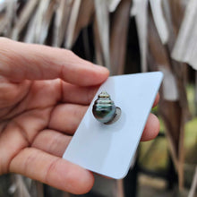 Load image into Gallery viewer, Civa Fiji Loose Saltwater Pearl - FJD$