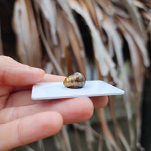 Load image into Gallery viewer, Civa Fiji Loose Saltwater Pearl - FJD$