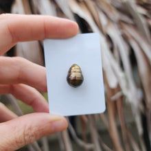 Load image into Gallery viewer, Civa Fiji Loose Saltwater Pearl - FJD$