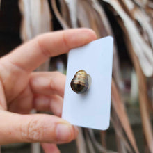 Load image into Gallery viewer, Civa Fiji Loose Saltwater Pearl - FJD$