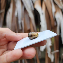 Load image into Gallery viewer, Civa Fiji Loose Saltwater Pearl - FJD$