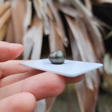 Load image into Gallery viewer, Civa Fiji Loose Saltwater Pearl - FJD$