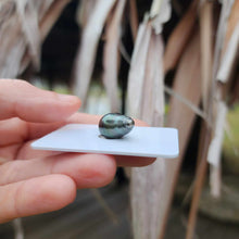 Load image into Gallery viewer, Civa Fiji Loose Saltwater Pearl - FJD$