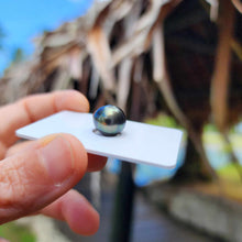 Load image into Gallery viewer, Civa Fiji Loose Saltwater Pearl - FJD$