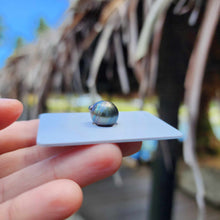 Load image into Gallery viewer, Civa Fiji Loose Saltwater Pearl - FJD$