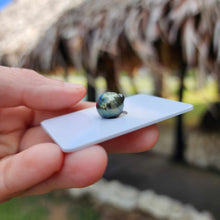 Load image into Gallery viewer, Civa Fiji Loose Saltwater Pearl - FJD$