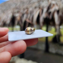 Load image into Gallery viewer, Civa Fiji Loose Saltwater Pearl - FJD$