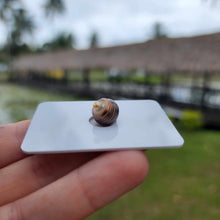 Load image into Gallery viewer, Civa Fiji Loose Saltwater Pearl - FJD$