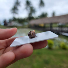 Load image into Gallery viewer, Civa Fiji Loose Saltwater Pearl - FJD$