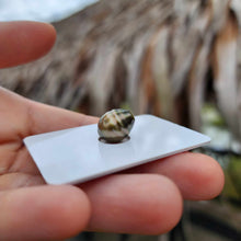 Load image into Gallery viewer, Civa Fiji Loose Saltwater Pearl - FJD$