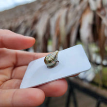 Load image into Gallery viewer, Civa Fiji Loose Saltwater Pearl - FJD$