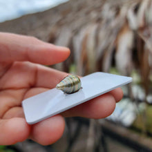 Load image into Gallery viewer, Civa Fiji Loose Saltwater Pearl - FJD$