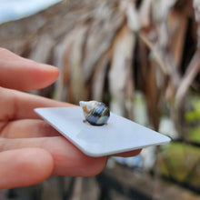 Load image into Gallery viewer, Civa Fiji Loose Saltwater Pearl - FJD$