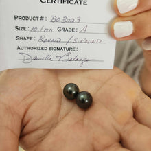 Load image into Gallery viewer, READY TO SHIP Civa Fiji Graded Pearl Earrings - 14k Solid Gold FJD$