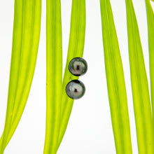Load image into Gallery viewer, READY TO SHIP Civa Fiji Pearl Stud Earrings - 925 Sterling Silver FJD$