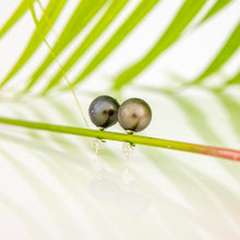 Load image into Gallery viewer, READY TO SHIP Civa Fiji Pearl Stud Earrings - 925 Sterling Silver FJD$