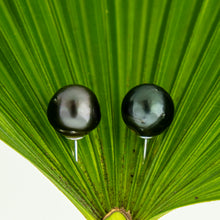 Load image into Gallery viewer, READY TO SHIP Civa Fiji Pearl Stud Earrings - 925 Sterling Silver FJD$
