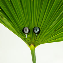 Load image into Gallery viewer, READY TO SHIP Civa Fiji Pearl Stud Earrings - 925 Sterling Silver FJD$
