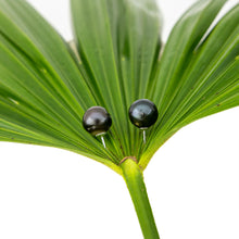 Load image into Gallery viewer, READY TO SHIP Civa Fiji Pearl Stud Earrings - 925 Sterling Silver FJD$