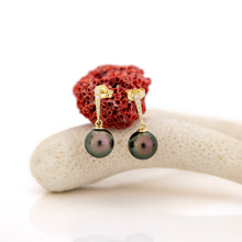 Load image into Gallery viewer, CONTACT US TO RECREATE THIS SOLD OUT STYLE Civa Fiji Graded Pearl Earrings - 14k Solid Gold FJD$