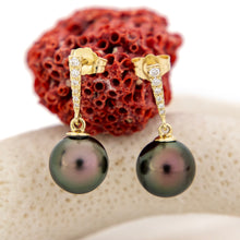 Load image into Gallery viewer, CONTACT US TO RECREATE THIS SOLD OUT STYLE Civa Fiji Graded Pearl Earrings - 14k Solid Gold FJD$