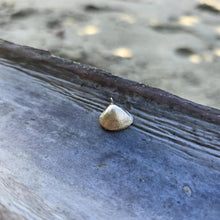 Load image into Gallery viewer, READY TO SHIP Cast Shell Pendant - 9k Solid Gold FJD$