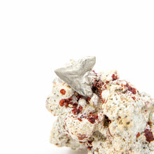 Load image into Gallery viewer, READY TO SHIP Bull Shark Tooth Pendant - 925 Sterling Silver FJD$