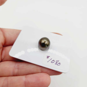 Fiji Loose Saltwater Pearl with Grade Certificate #3135 - FJD$