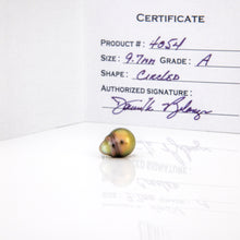 Load image into Gallery viewer, Civa Fiji Graded Pearl Earrings - Gold Plated FJD$
