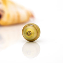 Load image into Gallery viewer, READY TO SHIP Graded Civa Fiji Pearl Necklace - 14k Solid Gold FJD$
