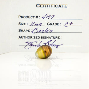 Fiji Loose Saltwater Pearl with Grade Certificate #4177 - FJD$