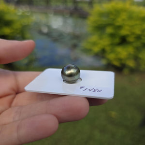 Fiji Loose Saltwater Pearl with Grade Certificate #4180 - FJD$