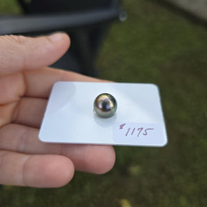 Fiji Loose Saltwater Pearl with Grade Certificate #4189 - FJD$