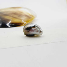 Load image into Gallery viewer, Civa Fiji Loose Pearl - FJD$
