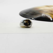 Load image into Gallery viewer, Civa Fiji Loose Pearl - FJD$

