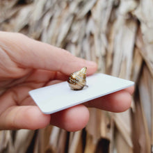 Load image into Gallery viewer, Civa Fiji Loose Saltwater Pearl - FJD$

